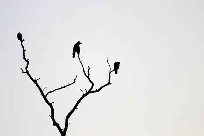 Visamo A - Photography by Nishit Jariwala