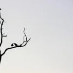 Visamo B - Photography by Nishit Jariwala